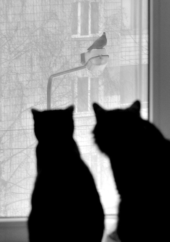 Максим Вождаев | Санкт-Петербург