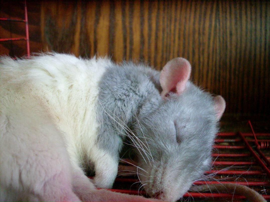 Валерий Изюмов | Санкт-Петербург