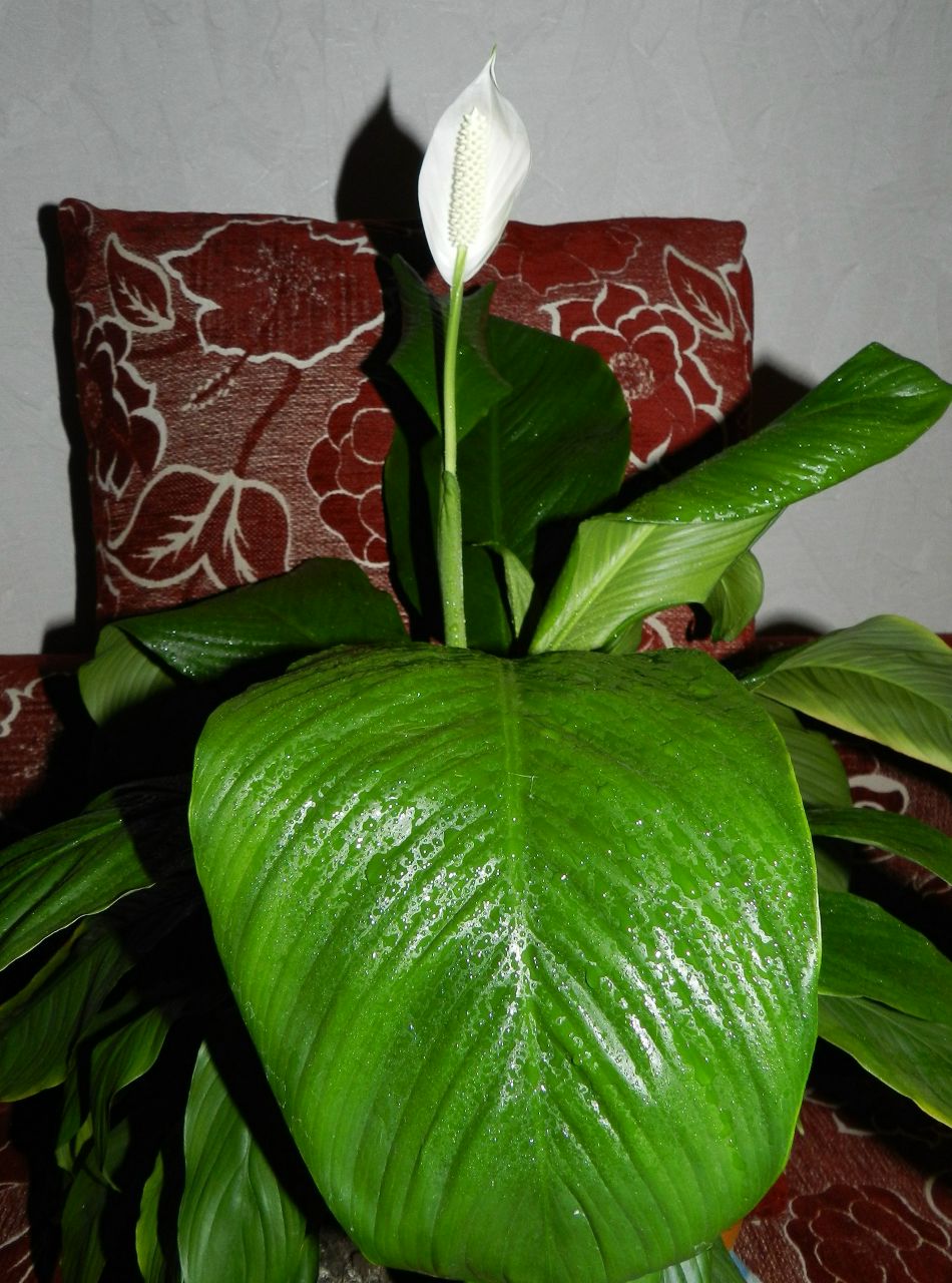 Юлия Чалая-Зяблицкая | Прокопьевск