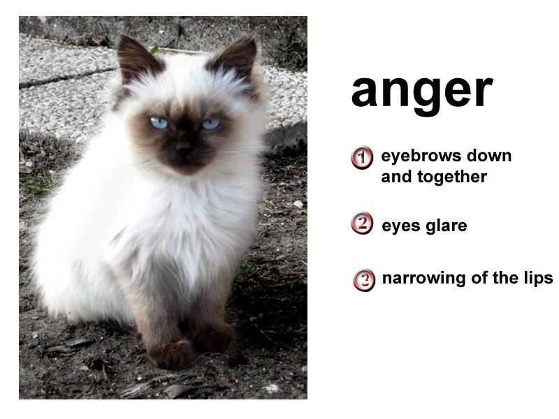 Дарина Пугач | Запорожье