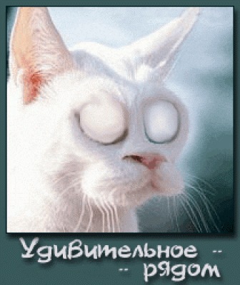 №1, Артур Горшков, Санкт-Петербург №1, Артур Горшков, Санкт-Петербург