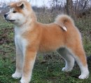 Фотография Алексеевича Сергея