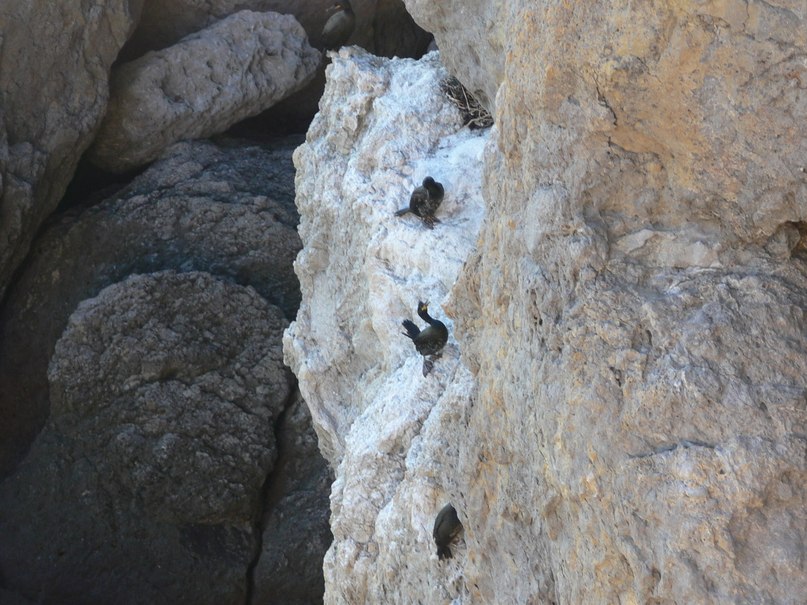 Маришка Решетняк | Черновцы