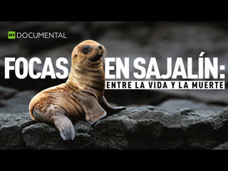 Focas en Sajaln: entre la vida y la muerte - Documental de RT