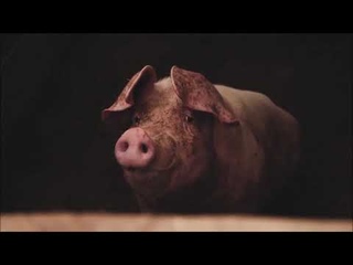 Звук свиньи, хрюканье свиньи, голос свиньи