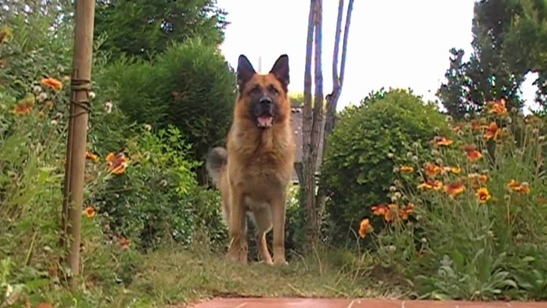 German Shepherd Cooper, Medley 2009 ( Part