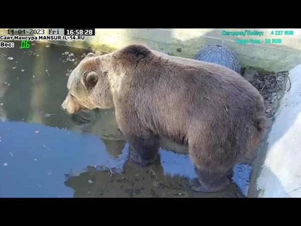 16:56 Обход и обнюхивание своей территории после уборки. Где