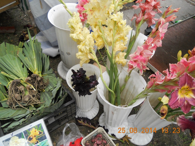 Ольга Лещенко / | Канев