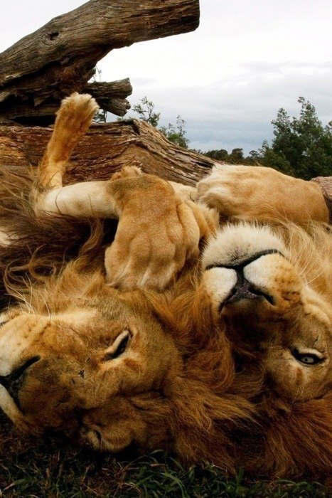 Анастасия Боровая | Киев