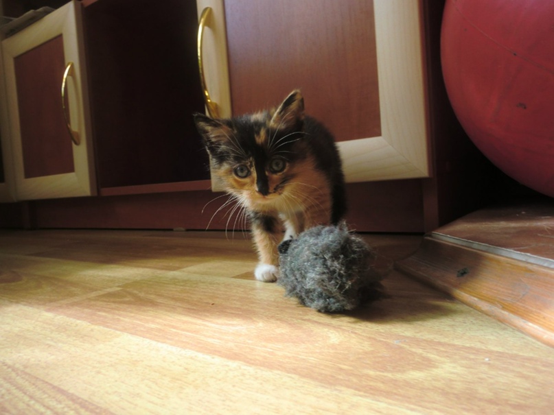 Ирина Сухих | Котлас