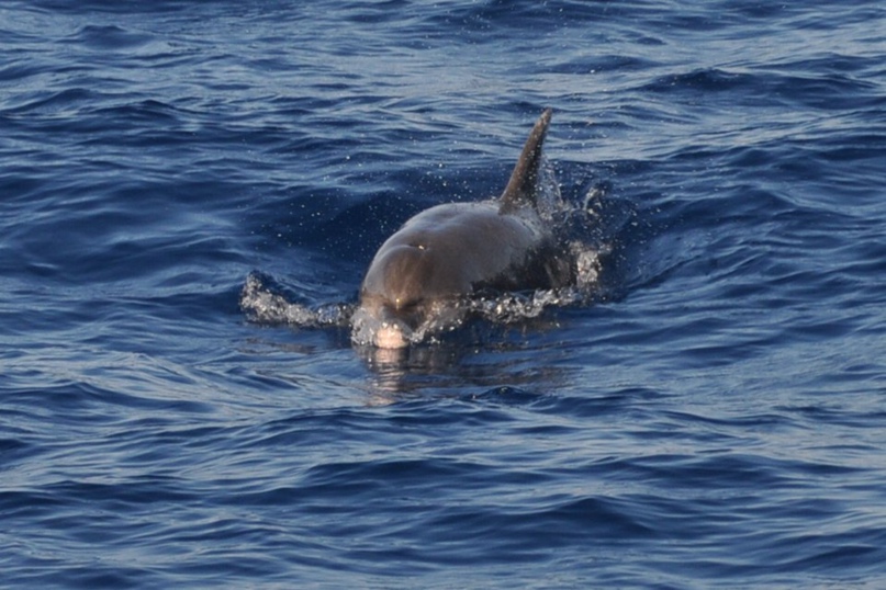 Сергей Иевлев | Балашиха