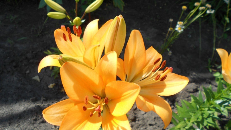 Анна Лаптева | Павловка