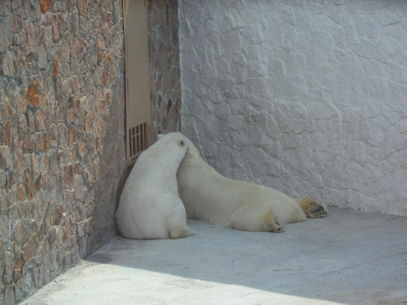 Алёна Ломакина | Златоуст
