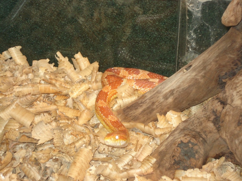 Виктория Лысенко | Никополь