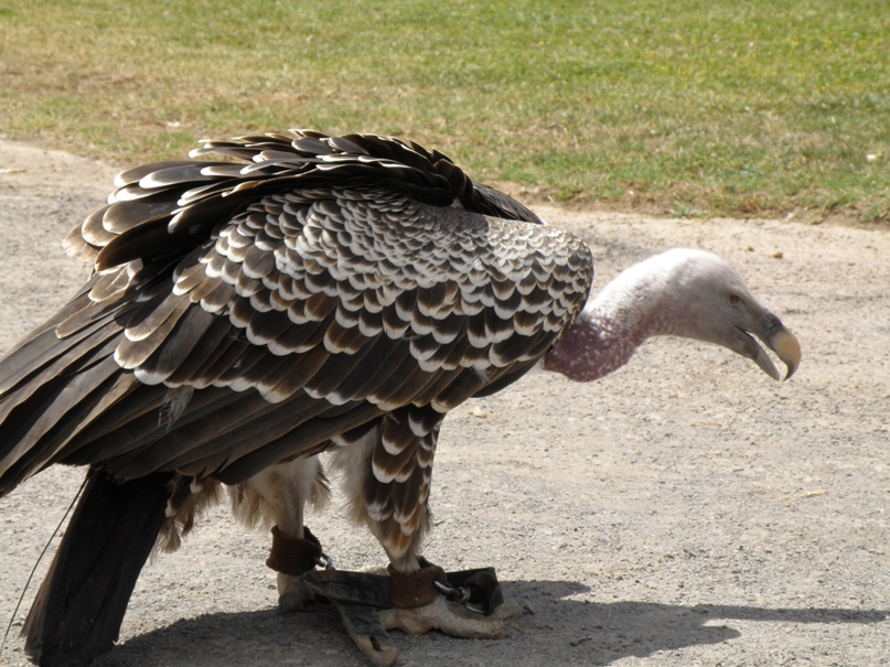Виктор Павлов | Санкт-Петербург