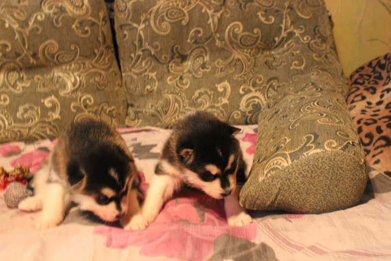 Александр Шкляев | Краснокамск