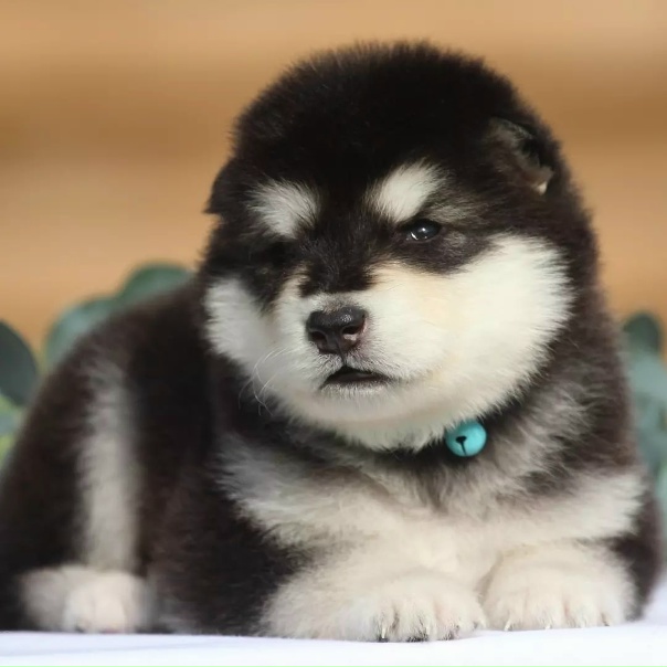 Аляскинский фото щенки Аляскинский фото щенки