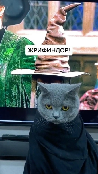 Вот так шляпа и решила его судьбу