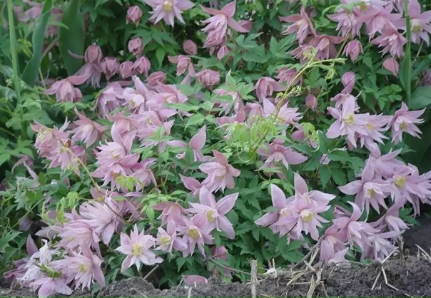 Купить Клематис ботанический Виолет Сюрпрайз с доставкой от 1640р. Русский Сад