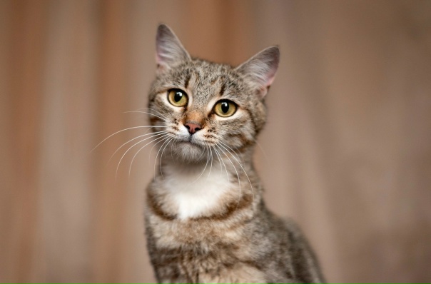 Кошки простые фото Кошки простые фото