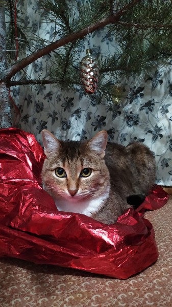 Галина Чернышова | Тольятти