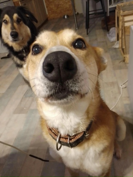 ЧУДЕСНЫЙ КОЖАНЫЙ НОС ЖДЁТ СВОЕГО ХОЗЯИНА...