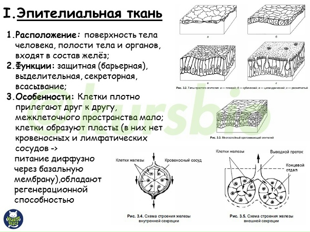 Эпителиальные ткани. #Анатомия, #Гистология, #Ткани, #Эпителиальная_ткань Эпител