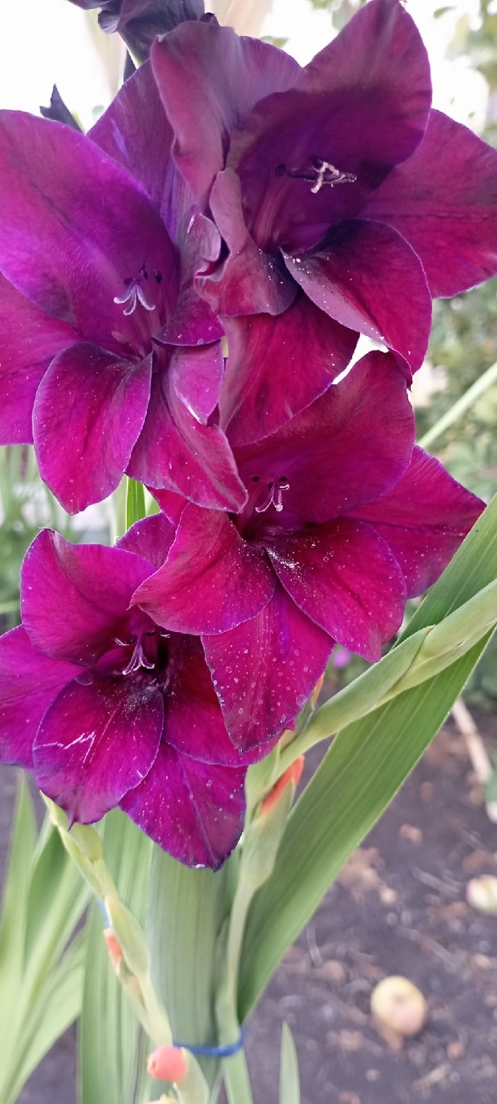 Наталья Борова | Самара