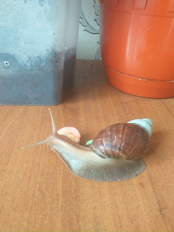 Екатерина Белых | Киров