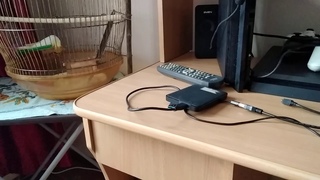 попугай Гоша четвёртый день дома начал кушать часть 4