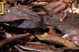 Gaboon Adder vs. Rat | National Geographic