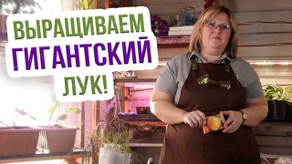 Посев лука Эксибишен с Екатериной Новиковой. Сеем лук 3 способами