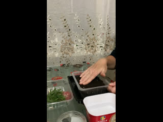 Сноу Принцесс