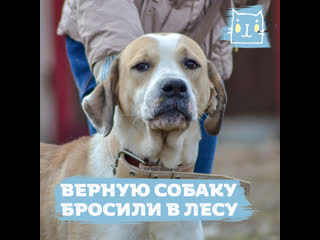 Секс Порно Собака Ебала Женщина