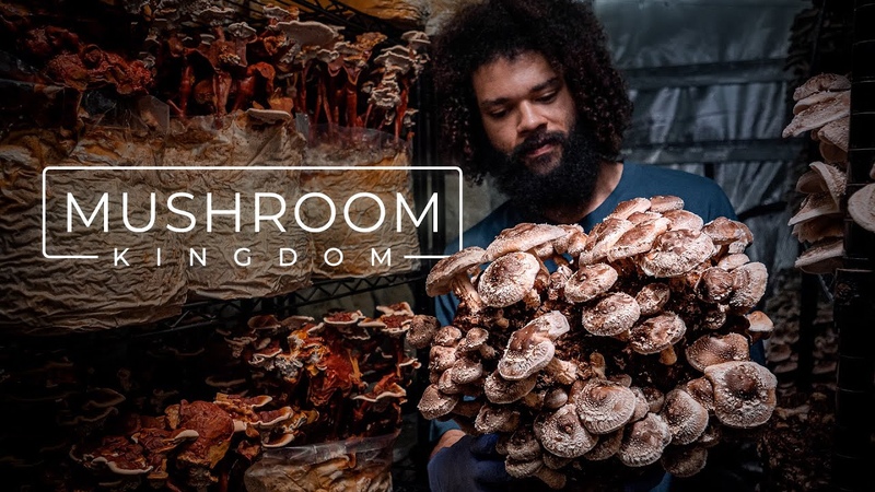 Cultivating Gourmet and Medicinal Mushrooms,