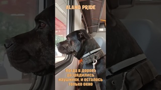 Когда в дороге разрядились наушники, и осталось только окно.. #alano #beautiful #dog #pets #pupppies