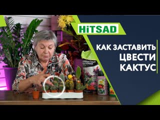 КАКТУС ТОЧНО ЗАЦВЕТЁТ  Как добиться цветения у кактусов  Все ли кактусы цветут